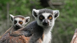 Állatkertek Éjszakája pénteken